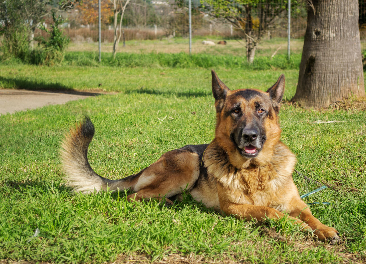 German Shepherd